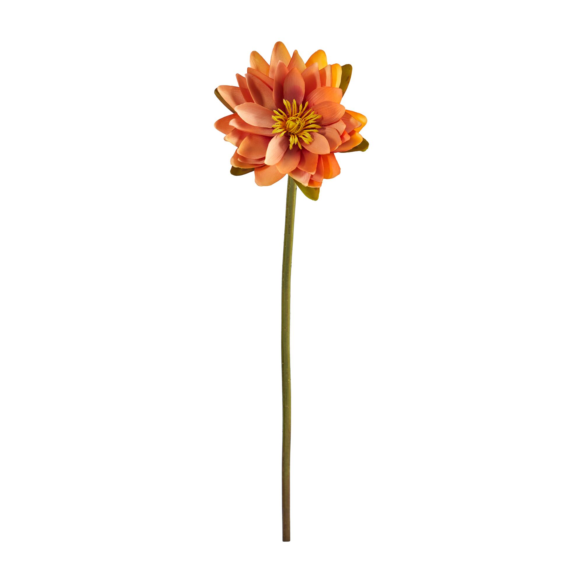Lotus Flower Stems